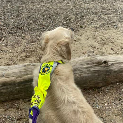 Resilience Supports Dogs for the Disabled Resilience Supports Dogs for the Disabled